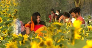 পাবনার টেবুনিয়ায় সূর্যমুখী বাগানে দর্শনার্থীদের ভিড়